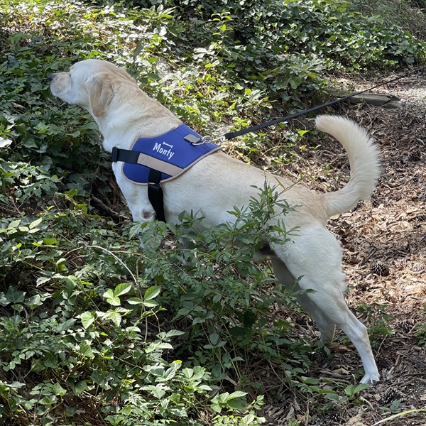 Blue Custom Dog Harness